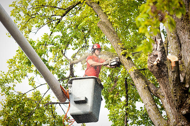 Professional Tree Removal Services in Arlington, OH